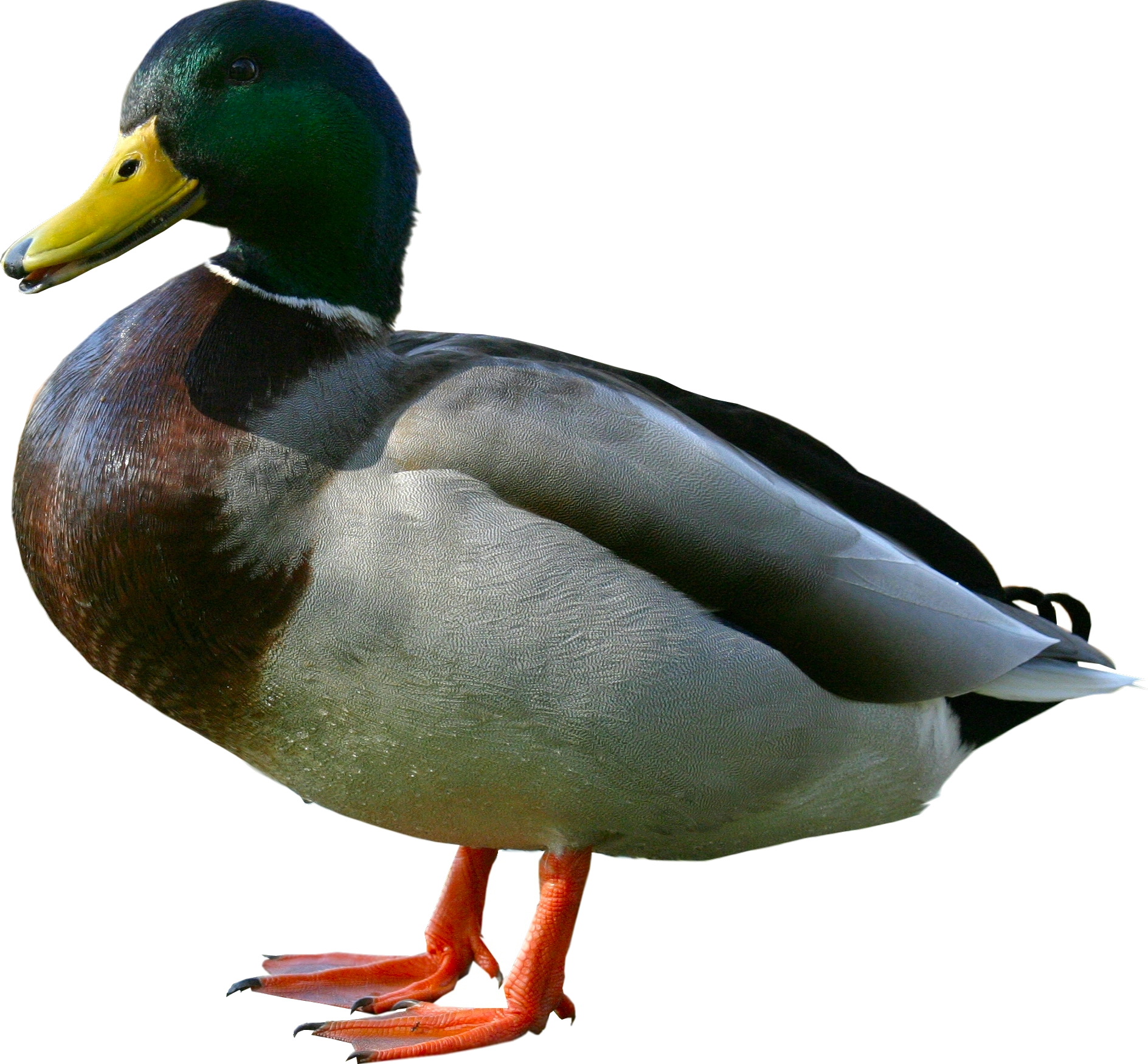 Ekushey Duck